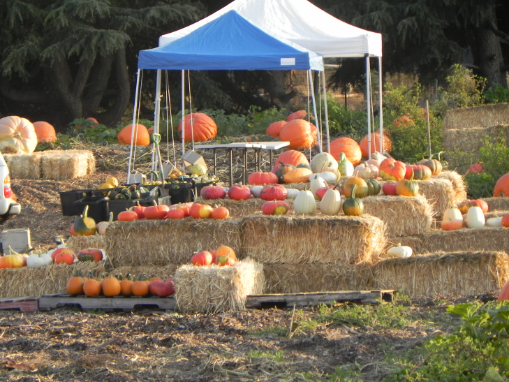 Nipomo Pumpkin Patch Fancy Pumpkins 20 0930